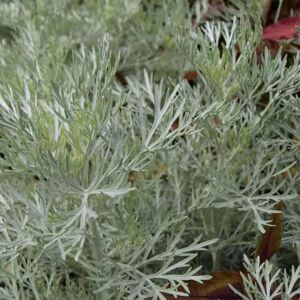 Artemisia 'Powis Castle' ---